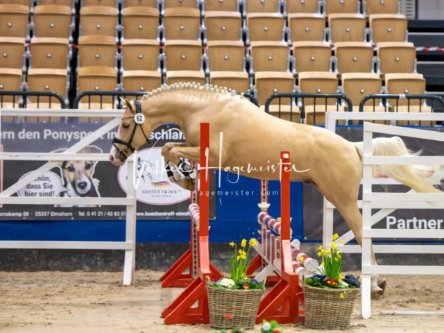 Impressionen PSB Körung Freitag 9