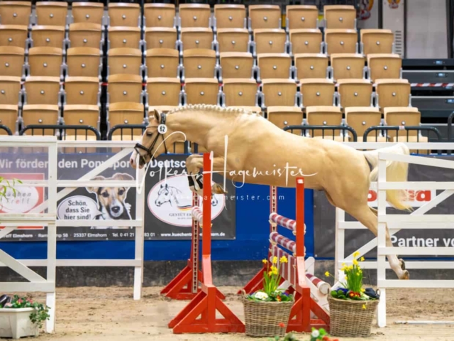 Impressionen PSB Körung Freitag 10