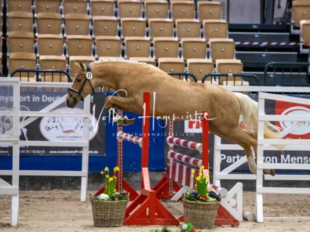 Impressionen PSB Körung Freitag 11