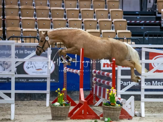 Impressionen PSB Körung Freitag 12