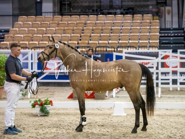 Impressionen PSB Körung Freitag 13