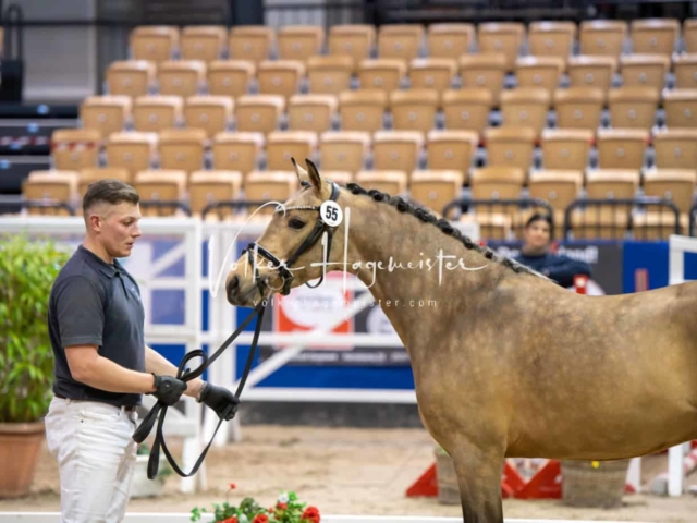 Impressionen PSB Körung Freitag 14