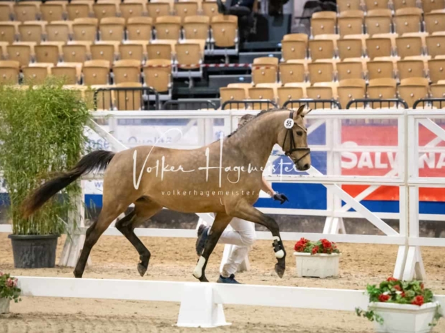 Impressionen PSB Körung Freitag 15