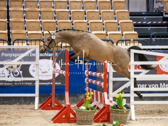 Impressionen PSB Körung Freitag 16