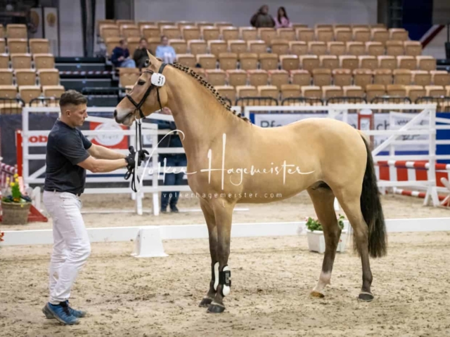 Impressionen PSB Körung Freitag 17