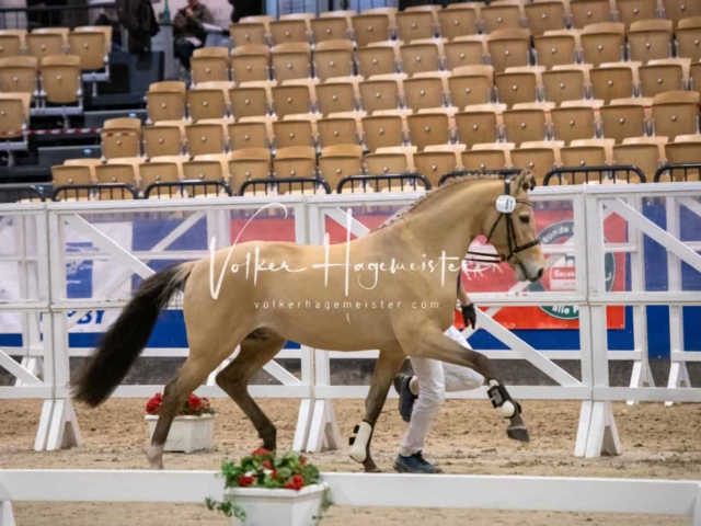 Impressionen PSB Körung Freitag 18