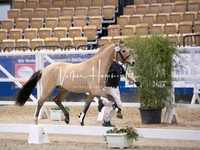 Impressionen PSB Körung Freitag 19