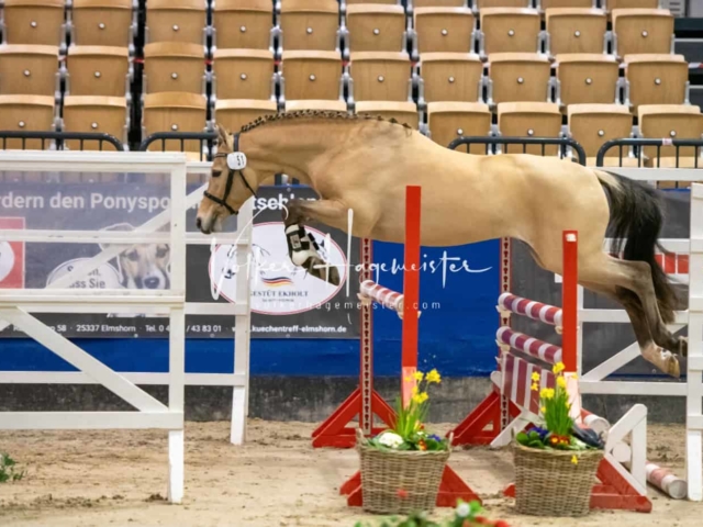 Impressionen PSB Körung Freitag 20