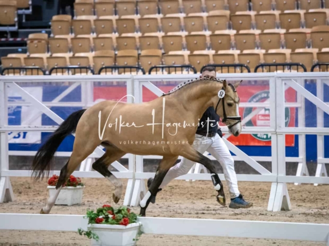 Impressionen PSB Körung Freitag 21