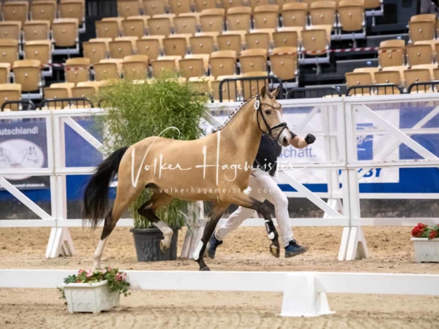 Impressionen PSB Körung Freitag 22