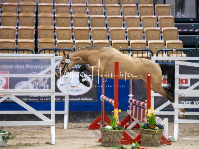 Impressionen PSB Körung Freitag 23