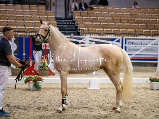 PSB Körung Schärpenträger 29