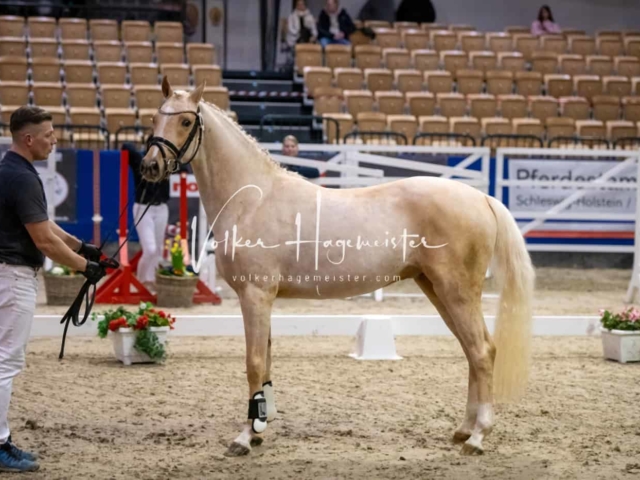 Impressionen PSB Körung Freitag 24
