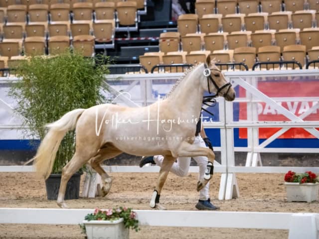 PSB Körung Schärpenträger 30