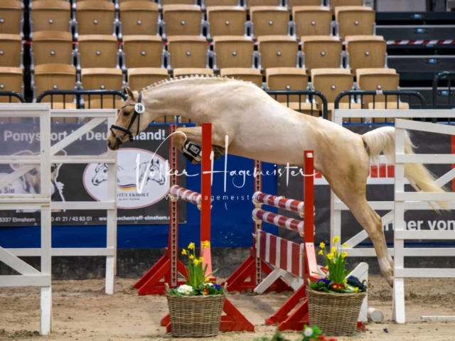 PSB Körung Schärpenträger 1