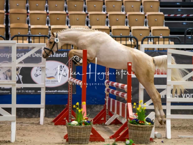 PSB Körung Schärpenträger 2