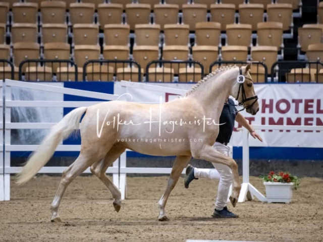 PSB Körung Schärpenträger 3