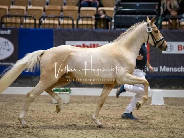 PSB Körung Schärpenträger 4