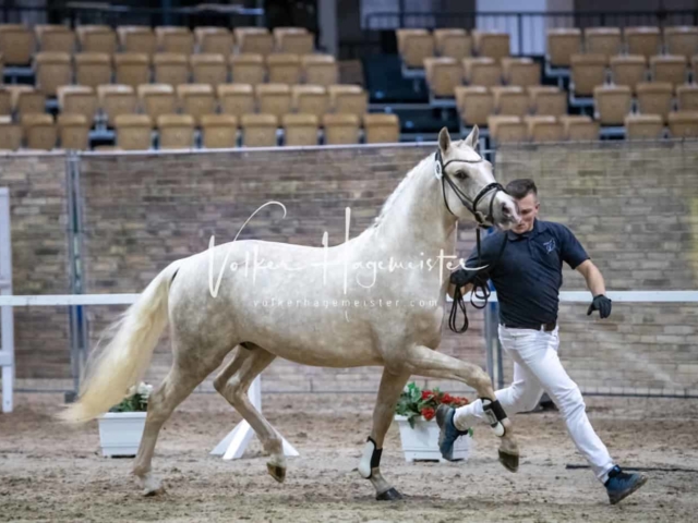 Impressionen PSB Körung Freitag 26