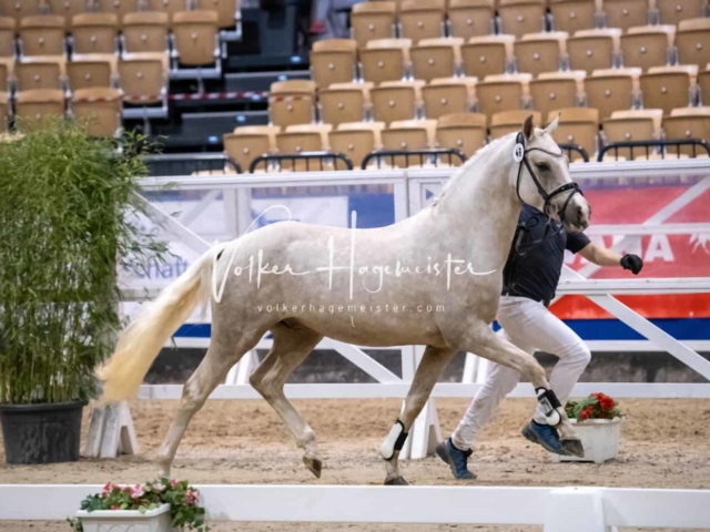 Impressionen PSB Körung Freitag 27