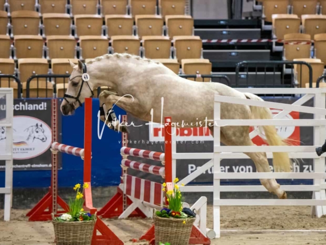 Impressionen PSB Körung Freitag 28