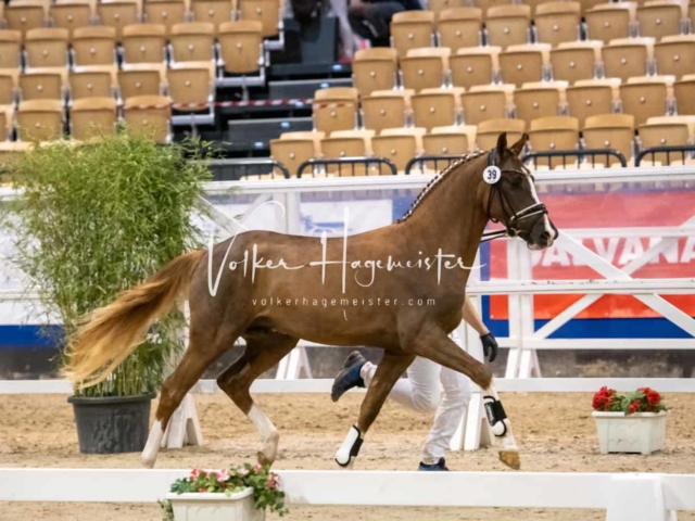 Impressionen PSB Körung Freitag 30