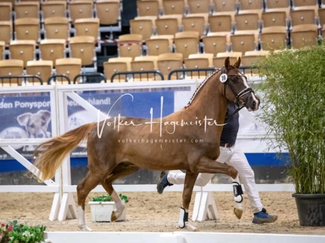 Impressionen PSB Körung Freitag 1