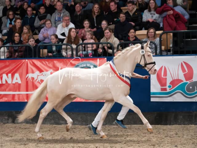 PSB Körung Schärpenträger 6