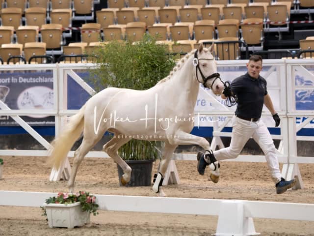 PSB Körung Schärpenträger 7