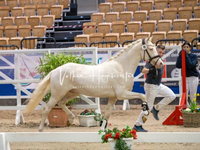 PSB Körung Schärpenträger 8