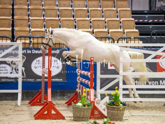 PSB Körung Schärpenträger 9