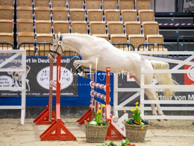 Impressionen PSB Körung Freitag 2