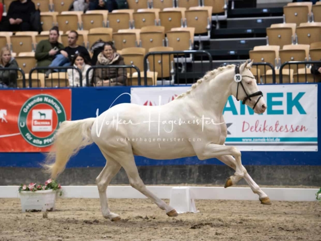 PSB Körung Schärpenträger 10