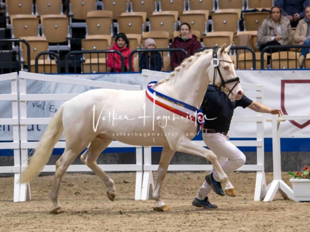 PSB Körung Schärpenträger 14