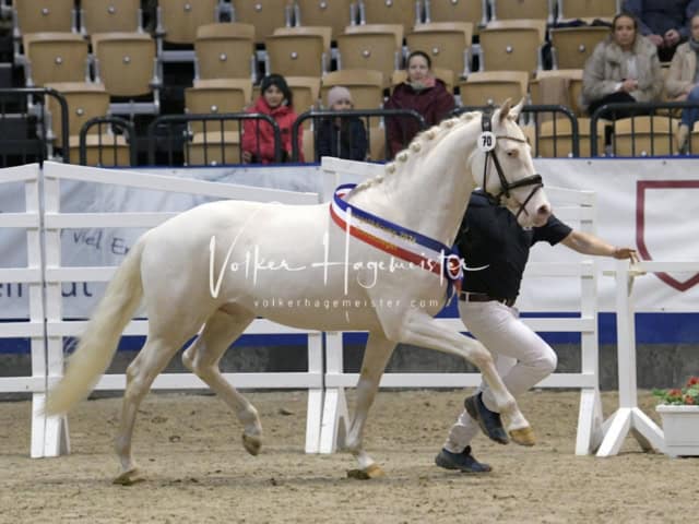 PSB Körung Schärpenträger 13