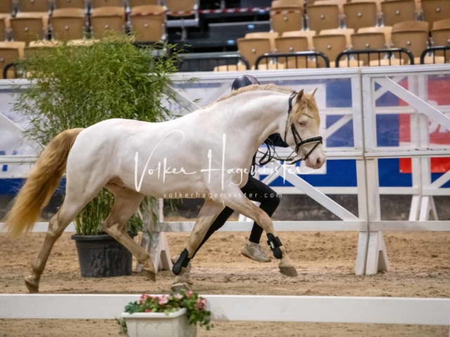 PSB Körung unsortiert Teil 1 3