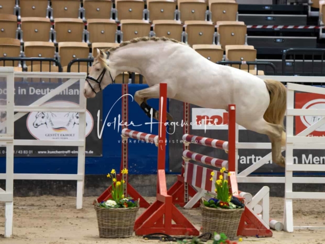 PSB Körung unsortiert Teil 1 5