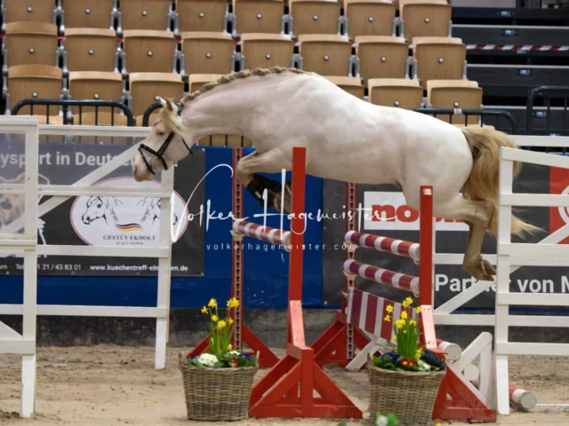 PSB Körung unsortiert Teil 1 6