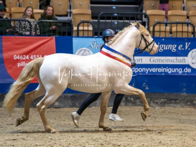 PSB Körung Schärpenträger 16