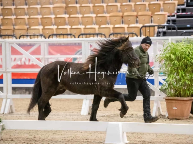 PSB Körung unsortiert Teil 1 7