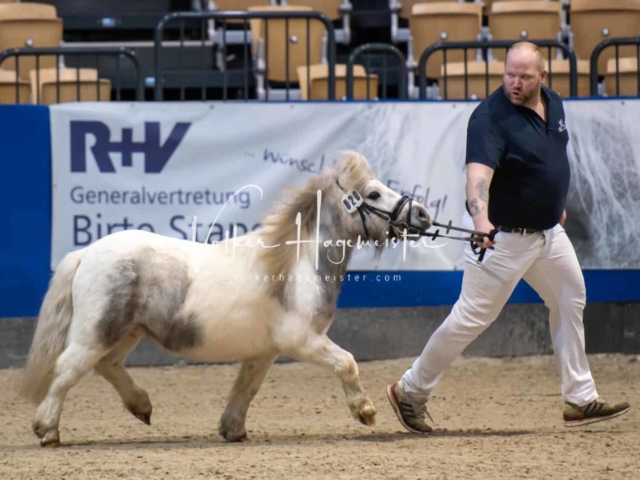PSB Körung unsortiert Teil 1 8