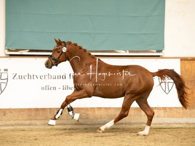 ZfdP Körung Verden Nachmittags 13