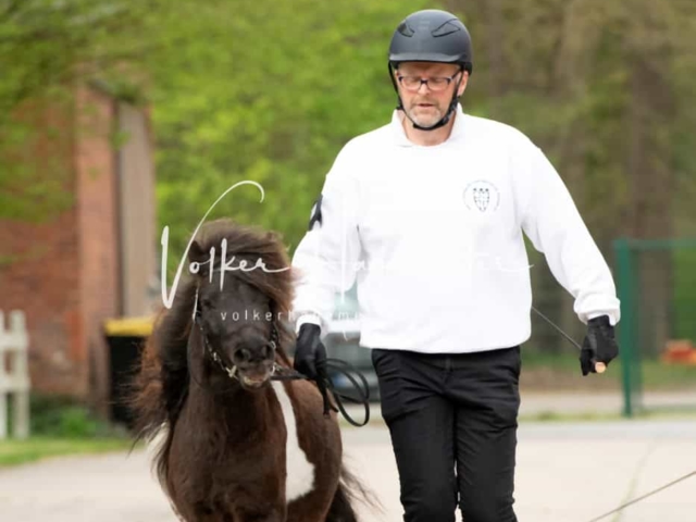 ZfdP Körung Verden Vormittags 9