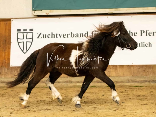 ZfdP Körung Verden Vormittags 12