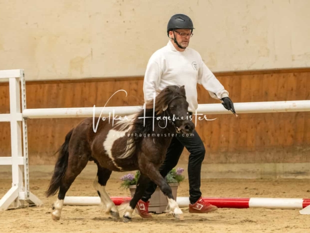 ZfdP Körung Verden Vormittags 13