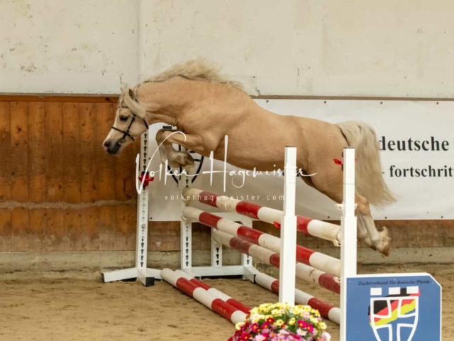 ZfdP Körung Verden Vormittags 24