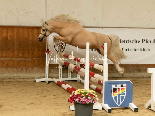 ZfdP Körung Verden Vormittags 25