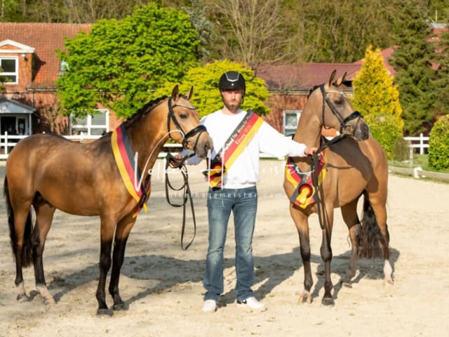 ZfdP Körung Verden Nachmittags 10