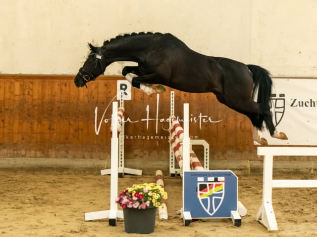 ZfdP Körung Verden Nachmittags 13