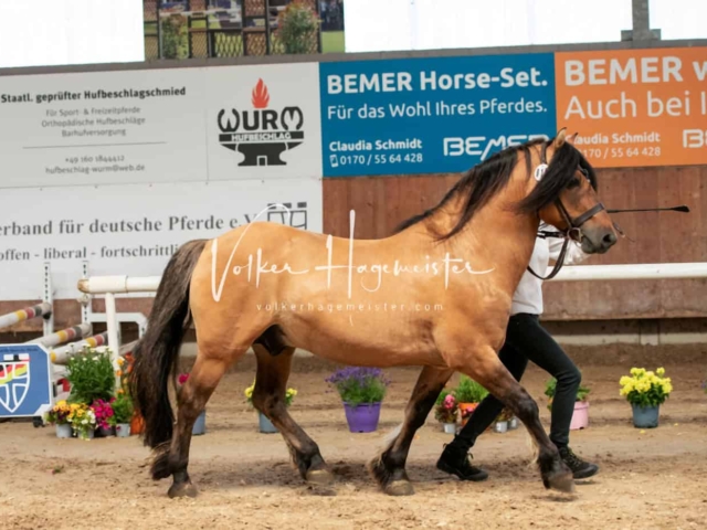 ZfdP Sommerkörung Grevenbroich 4